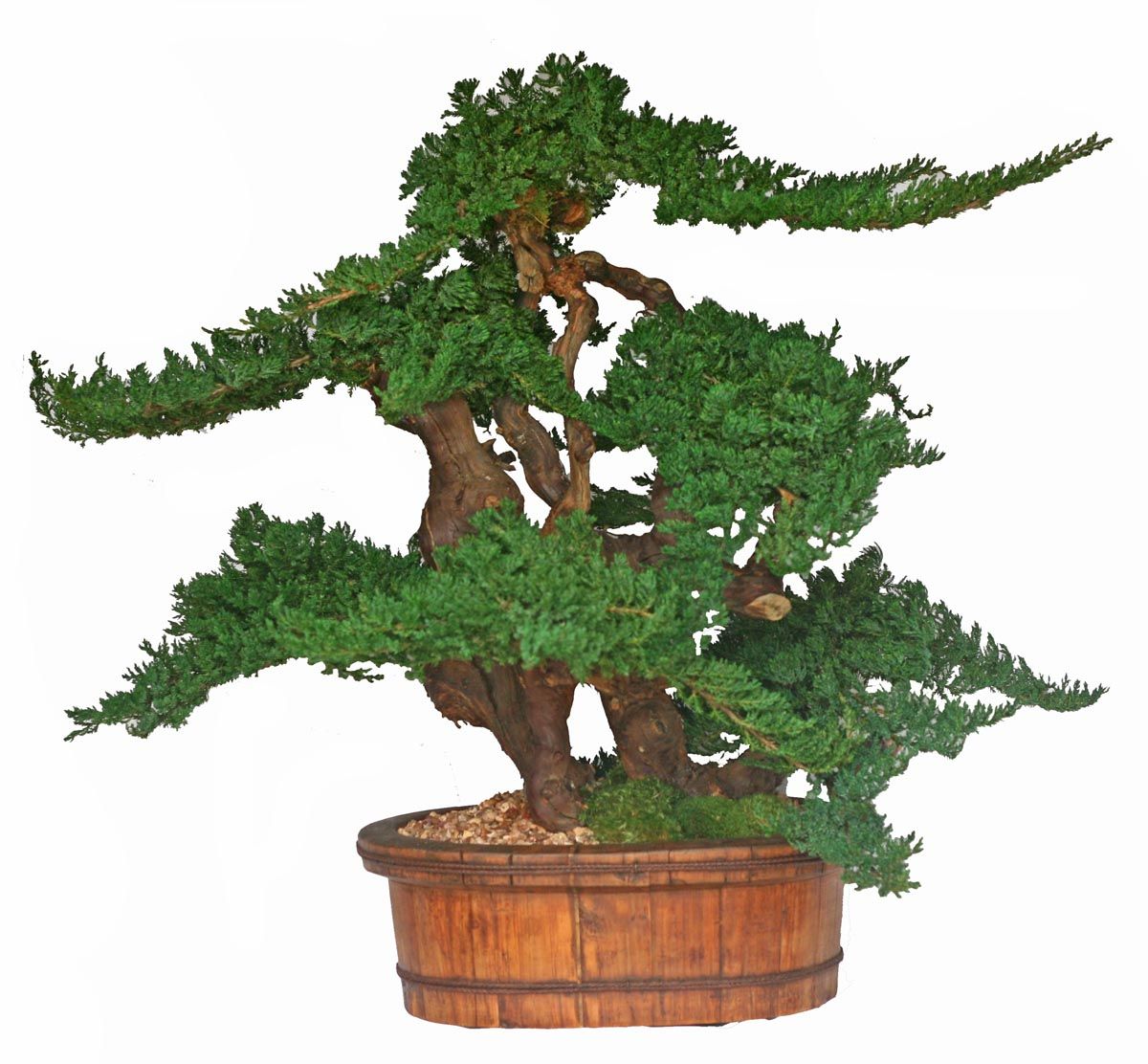 36" Vintage Bonsai - Click Image to Close